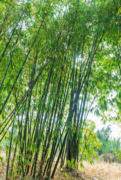 竹林竹葉