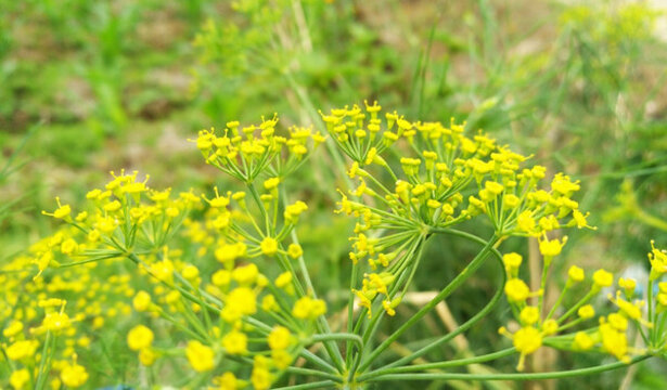 菜花 黃色小花 春天