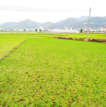 稻田 插秧 秧苗 種植 農(nóng)田