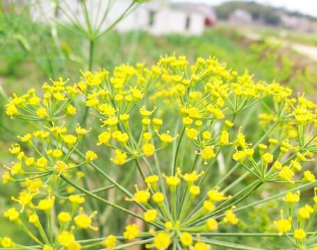 菜花 黃色小花 黃花 花卉 春