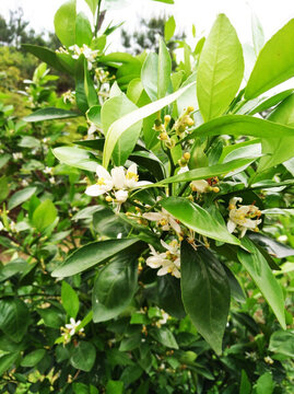 橘子花 春天 花朵 盛開(kāi) 背景