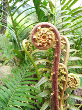 蕨菜 厥 蕨類 植物 自然