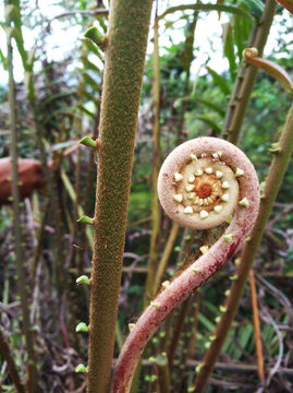 蕨菜 厥 蕨類 植物
