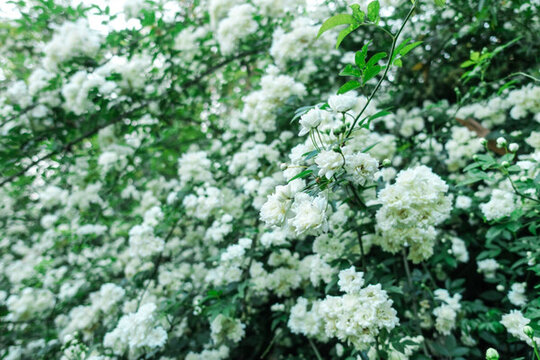 野生白色薔薇花墻