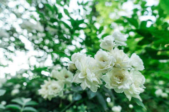 野生白色薔薇花墻