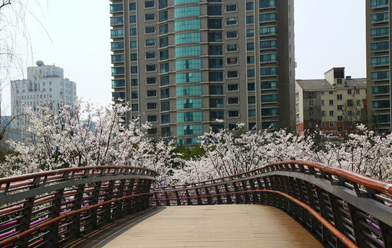 寧波 櫻花公園 城市 園