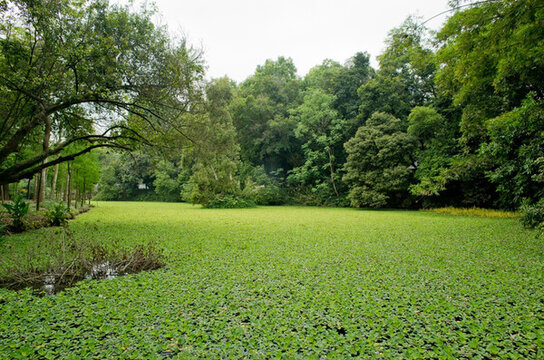 森林公園 濕地