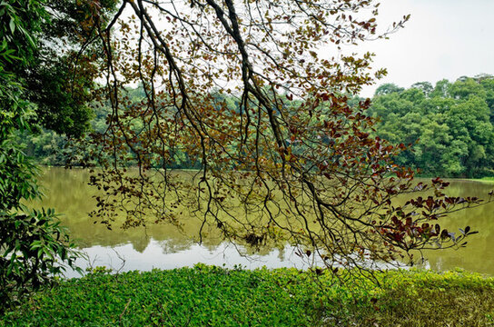 森林公園 木勒欖仁 濕地