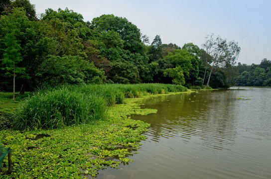 森林公園 濕地