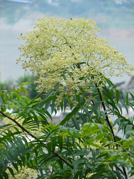 蕓香科藥用植物小花花椒