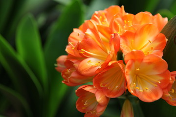君子蘭 花 花卉 綻放