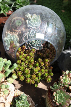 多肉 多肉植物 植物多肉