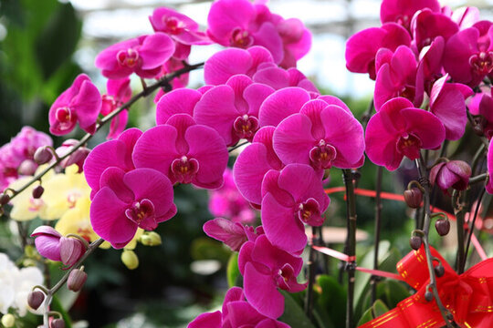 花 蝴蝶蘭