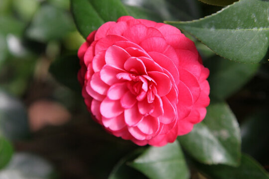 植物 花卉 花 月季
