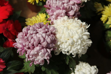 秋菊 菊花