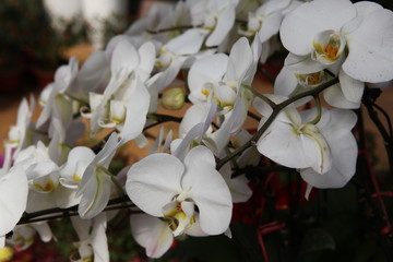 花 蝴蝶蘭 蘭 花卉 植物