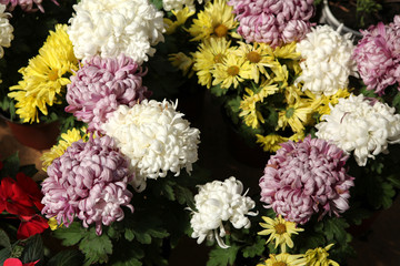 秋菊 菊花 花卉 菊 花 菊展