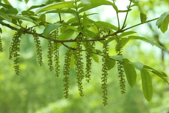綠色植物 楓楊