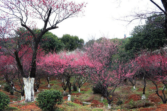 梅花 梅花樹