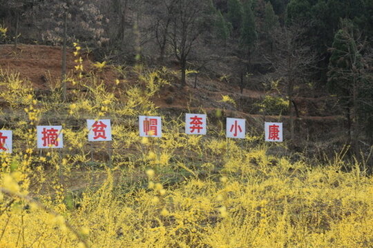 連翹基地