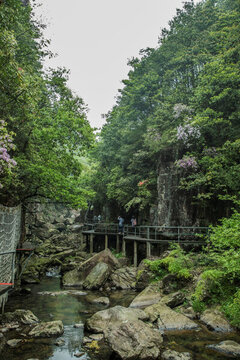 深山峽谷 木棧道