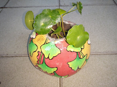 銅錢草綠植微景觀