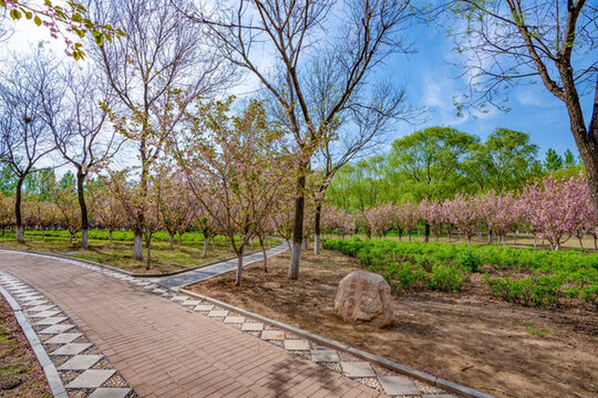 公園道路景觀