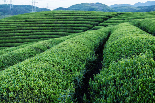 茶園風光