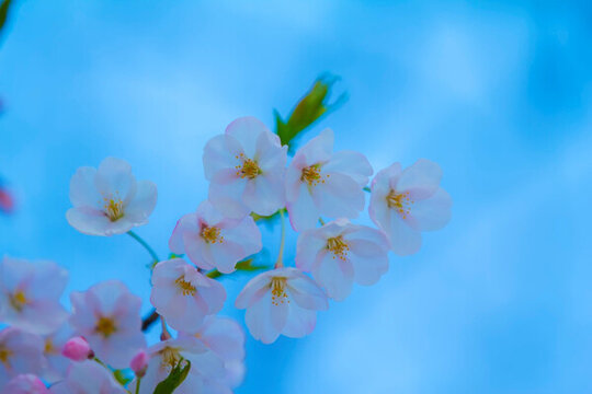 櫻花