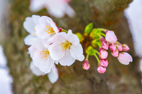 櫻花