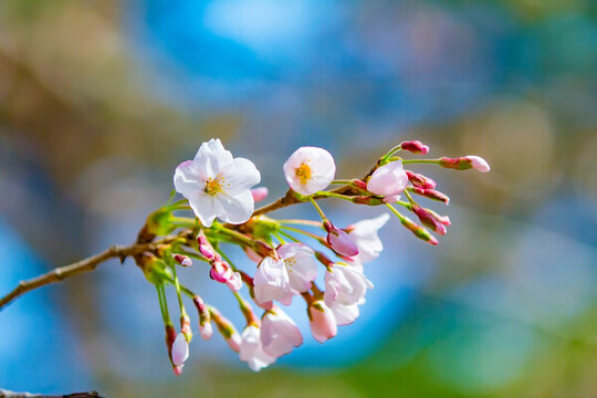 櫻花