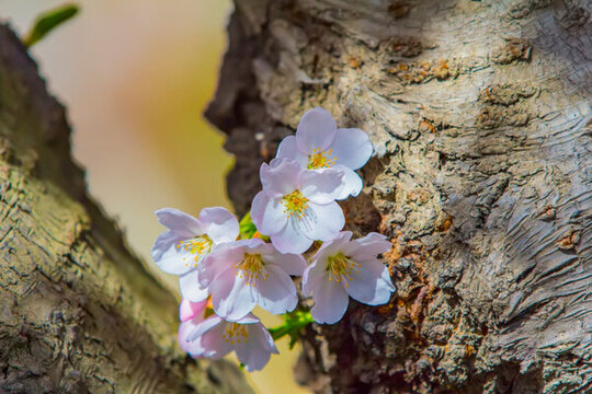 櫻花
