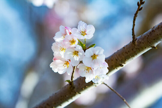 櫻花