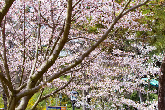 櫻花