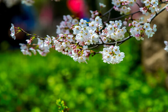 櫻花