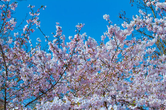 櫻花