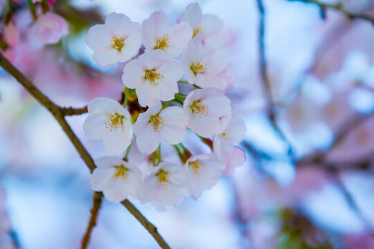櫻花