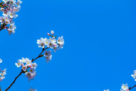櫻花