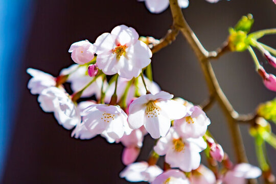 櫻花