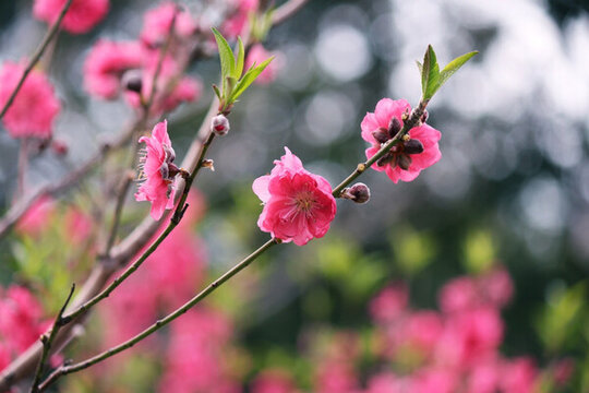 桃花
