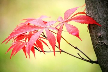 紅楓葉