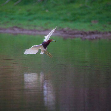 水鳥 池鷺