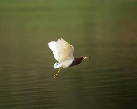 池鷺 水鳥