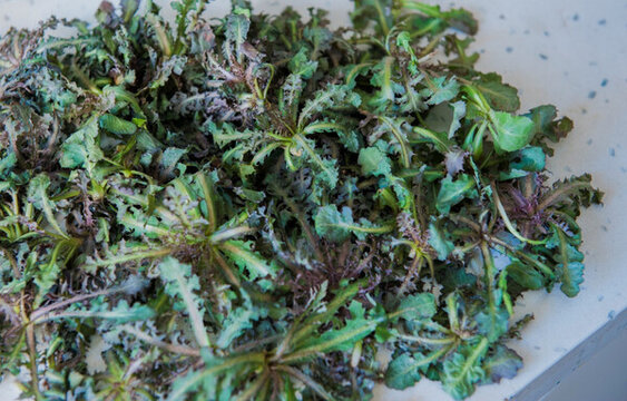 苦碟子 山苦荬 野菜