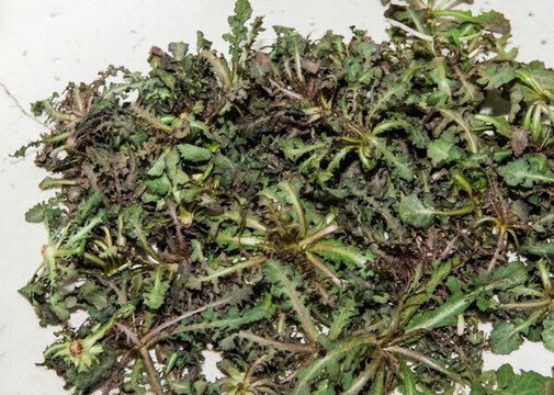 苦碟子 山苦荬 野菜