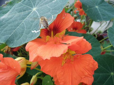 蜜蜂