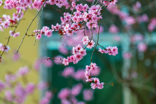 畫(huà)意梅花 美人梅