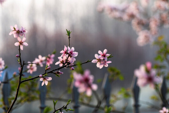 桃花一枝