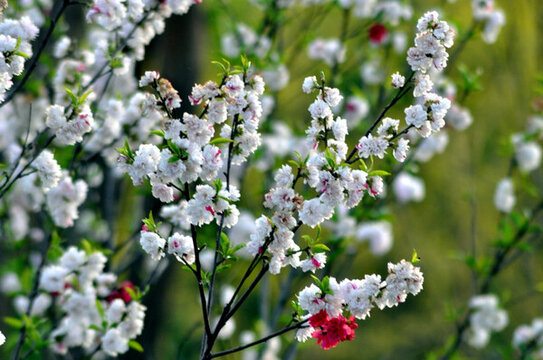 麥李花