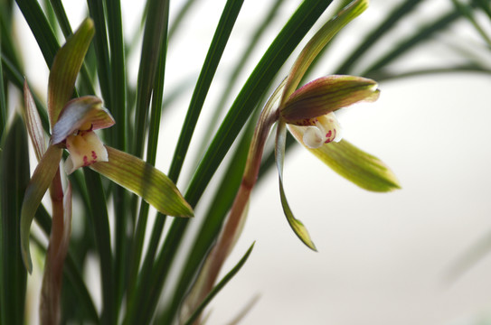 蘭花